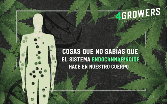 Cosas que no sabías que el Sistema Endoc4nn4b!noide hace en nuestro cuerpo