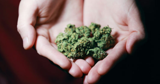 Cepas de Marihuana