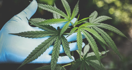Autocultivo Legal en Colombia