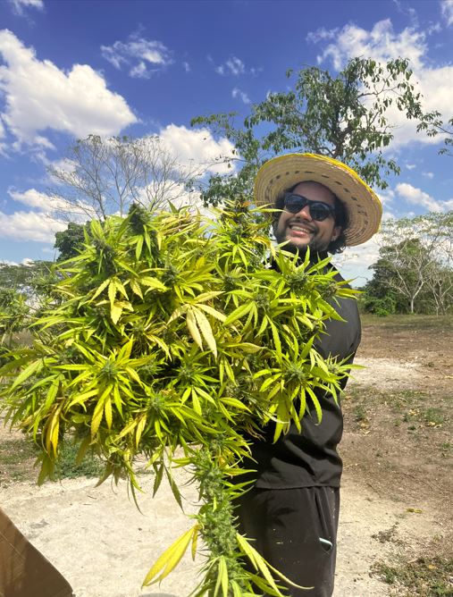 Asesoría Autocultivo 1 Hra