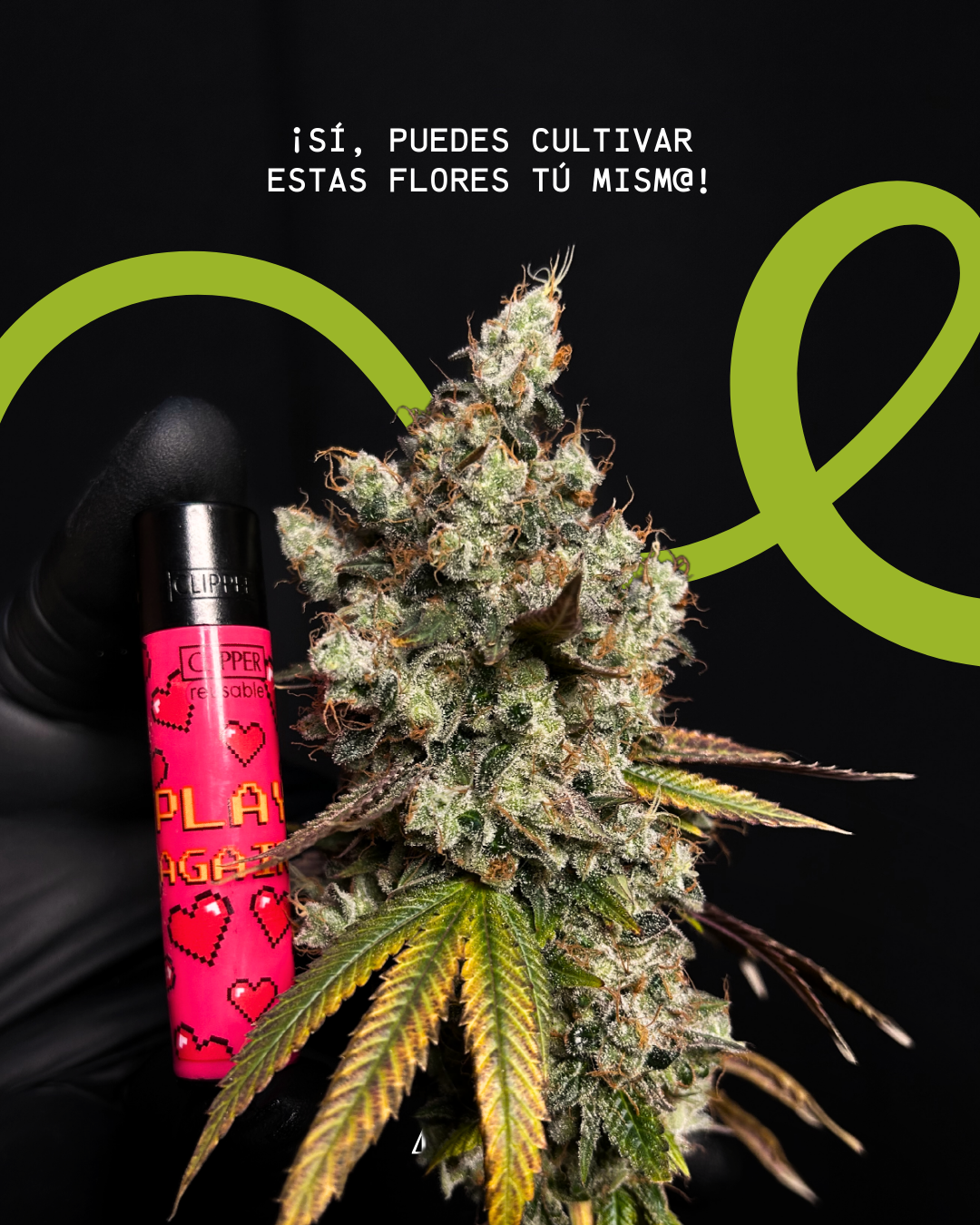 Guía de Autocultivo de Cannabis – De la Semilla a la Flor │